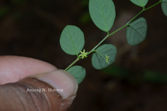 Sauropus quadrangularis